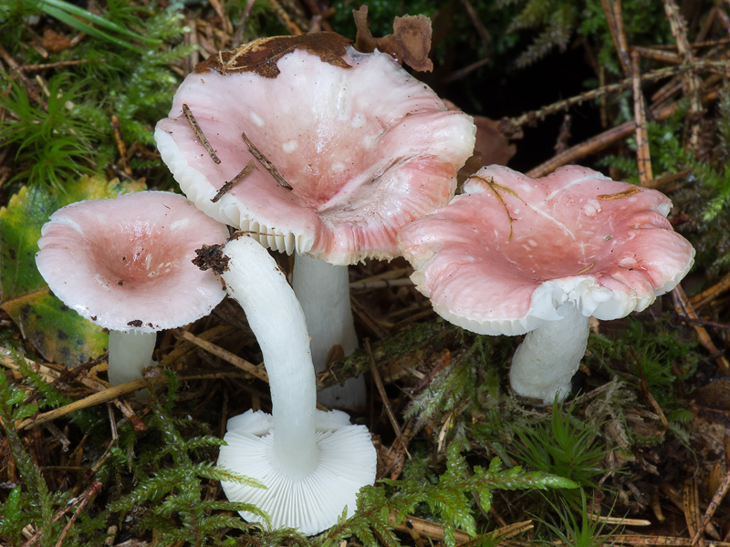 Russula betularum